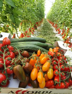 Produzione di pomodori