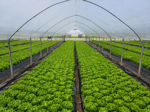 Produzione orticola Accordi - serre e pieno campo